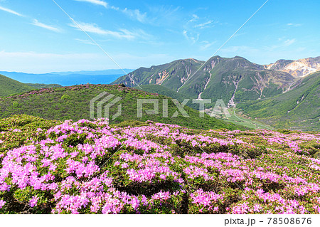 ミヤマキリシマとくじゅう連山　平治岳　大分県 78508676