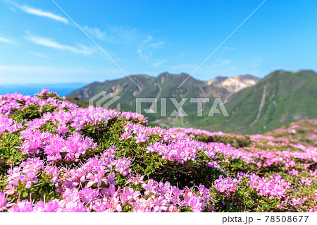 ミヤマキリシマとくじゅう連山　平治岳　大分県 78508677