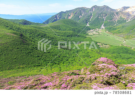 ミヤマキリシマとくじゅう連山 平治岳 大分県 ミヤマキリシマとくじゅう連山 平治岳 大分県 78508681