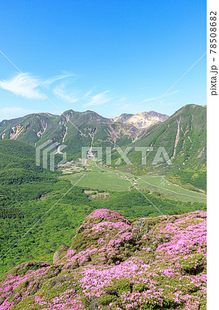 ミヤマキリシマとくじゅう連山　平治岳　大分県 78508682