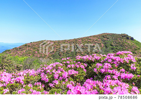 平治岳　ミヤマキリシマ　大分県 78508686