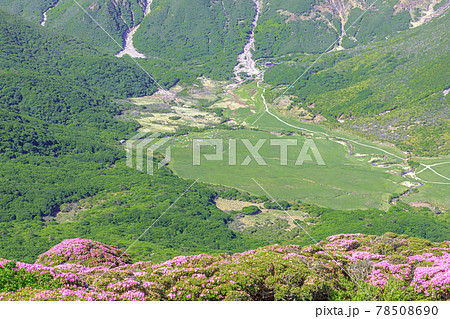 ミヤマキリシマと坊ガツル　平治岳　大分県 78508690