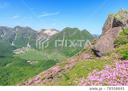 ミヤマキリシマとくじゅう連山　平治岳　大分県 78508691