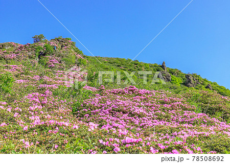 平治岳　ミヤマキリシマ　大分県 78508692