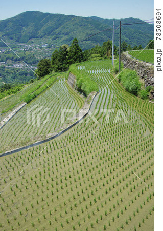 初夏の有田川町中峯地区の棚田　和歌山県有田郡有田川町 78508694