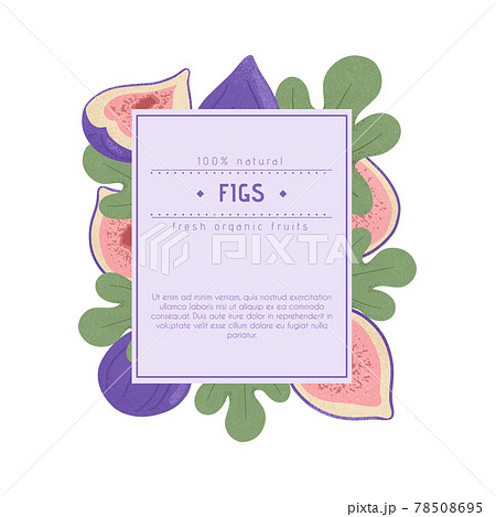 Ripe figs label design. Sweet figs fruit, whole and half sliced with leaves vector hand drawn logo white background. 78508695