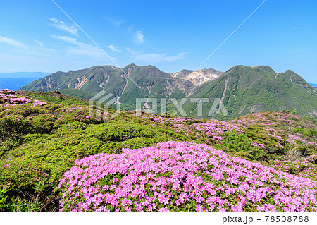ミヤマキリシマとくじゅう連山 平治岳 大分県 ミヤマキリシマとくじゅう連山 平治岳 大分県 78508788