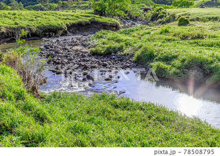 初夏の坊ガツルを流れるせせらぎ　くじゅう連山　大分県 78508795
