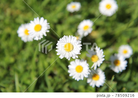 可愛い小花を咲かせる　イングリッシュデージー 78509216