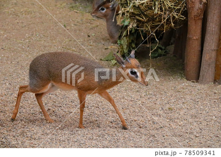 Close-up on a small antelope, wild dik. 78509341