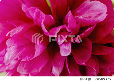 Beautiful pink peony close up Beautiful pink peony close up 78509375