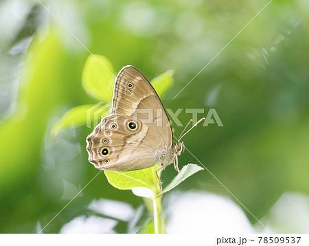 周囲を見張るヒカゲチョウ1 周囲を見張るヒカゲチョウ1 78509537