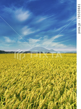 秋の田園風景 秋の田園風景 78509881