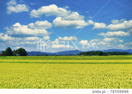 秋の田園風景 秋の田園風景 78509886