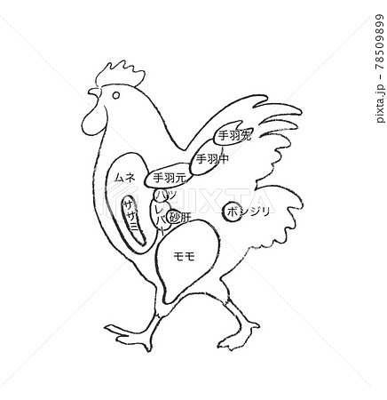 鶏肉の部位説明 手描きのイラストのイラスト素材