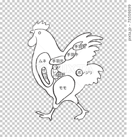 雞各部分解釋-手繪插圖 78509899