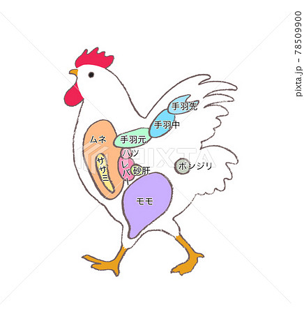 鶏肉の部位説明 手描きのイラストのイラスト素材