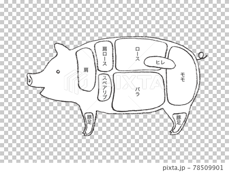 豚肉の部位説明-手描きのイラスト 78509901