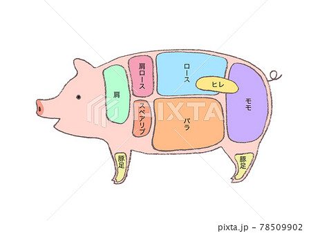 豚肉の部位説明 手描きのイラストのイラスト素材