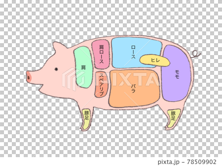 豚肉の部位説明-手描きのイラスト 豚肉の部位説明-手描きのイラスト 78509902