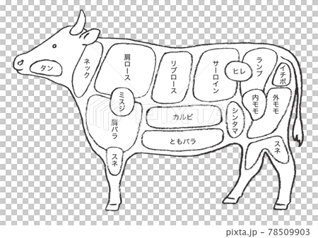 牛肉の部位説明-手描きのイラストのイラスト素材 [78509903] - PIXTA
