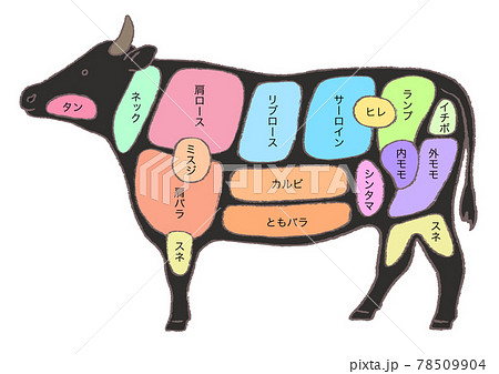 牛肉の部位説明 手描きのイラストのイラスト素材