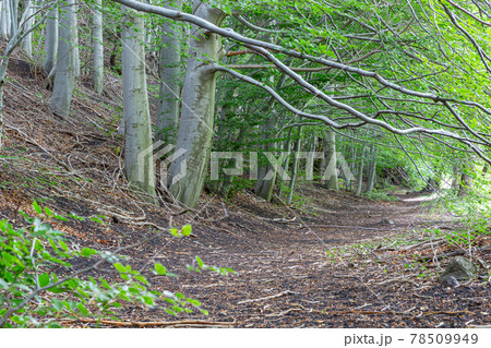 path of a wood 78509949