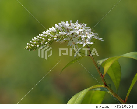 白い穂のオカトラノオ 白い穂のオカトラノオ 78510053