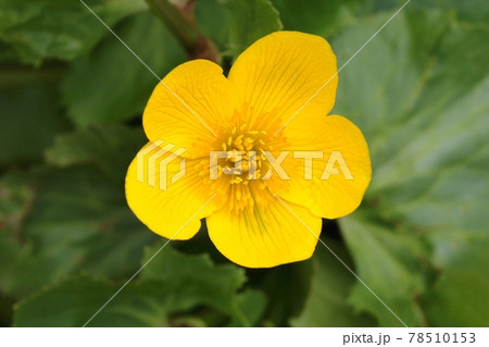 Marsh marigold flower Caltha palustris Marsh marigold flower Caltha palustris 78510153