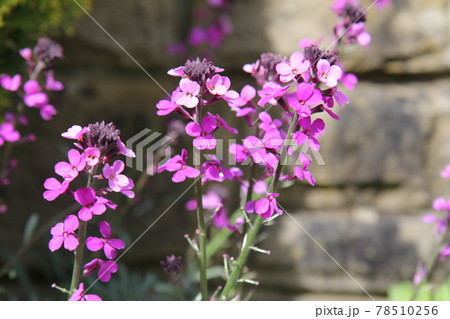 雨上がりの　紫色のエリシマム　ボールズ　モーブの花 78510256