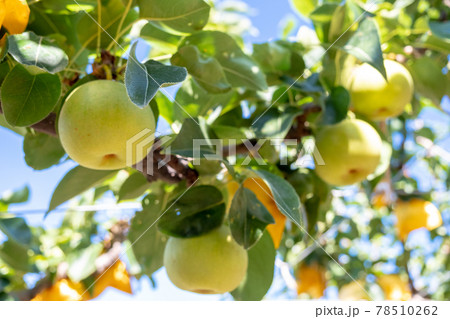 二十世紀梨　(鳥取県湯梨浜町） 78510262