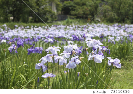 大牟田市　甘木　花菖蒲、 78510356