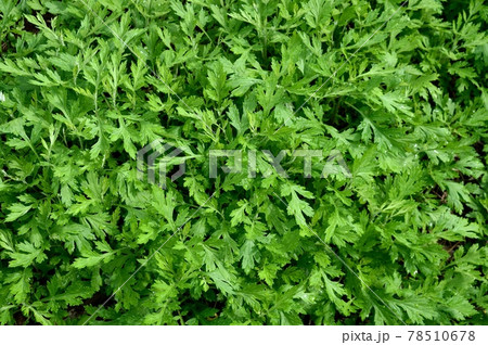 ヨモギの若葉 78510678