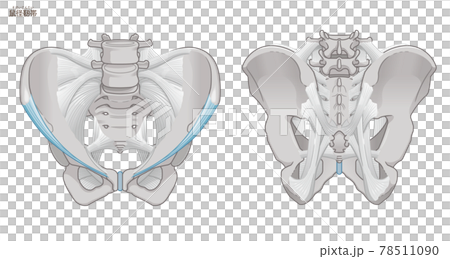 Front and back of the pelvis, inguinal ligament 78511090
