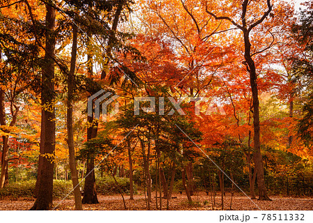 秋の石神井公園(東京都) 秋の石神井公園(東京都) 78511332