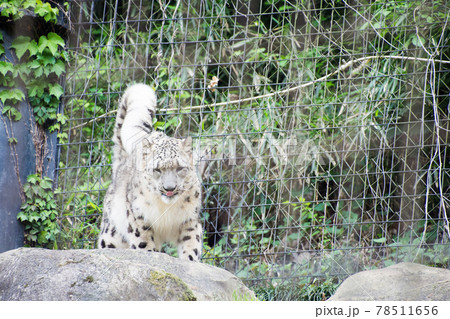 雪豹 78511656