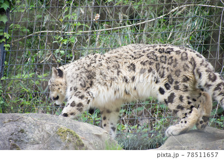 雪豹 78511657