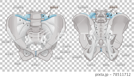骨盤の正面と背面、腸腰靭帯(テキスト付き) 骨盤の正面と背面、腸腰靭帯(テキスト付き) 78511712
