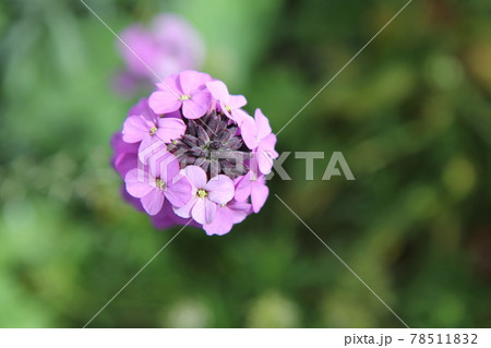 上から見た　紫色のエリシマム　ボールズ　モーブの花 78511832