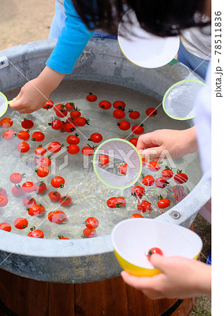 プチトマトすくい プチトマトすくい 78511836