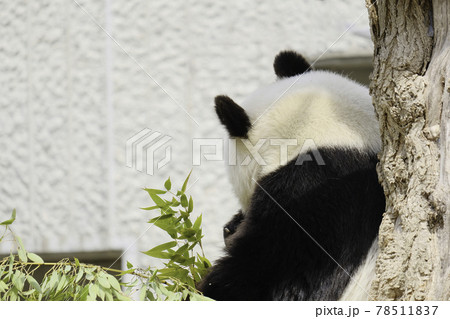 パンダの耳 パンダの耳 78511837