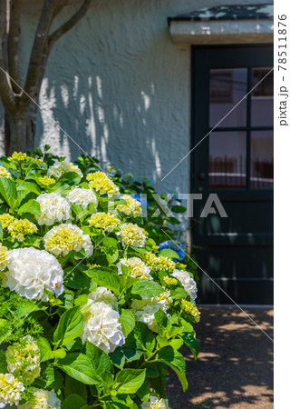 密集する白い紫陽花 大きな花の紫陽花 光が当たるアナベルの写真素材