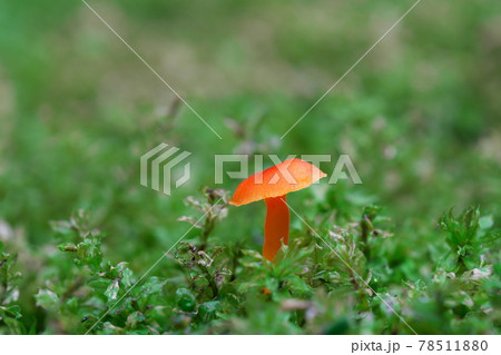 苔の中から顔を出す赤い小さなキノコ 78511880