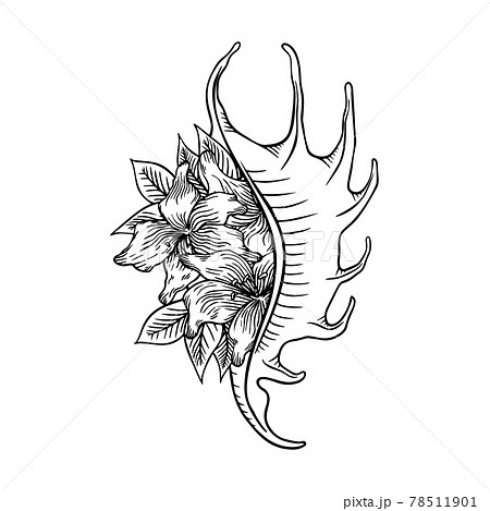 Seashell with lilies thin line icon, animal and underwater, shell sign vector graphics, a linear pattern on a white background, eps 10. Seashell with lilies thin line icon, animal and underwater, shell sign vector graphics, a linear pattern on a white background, eps 10. 78511901