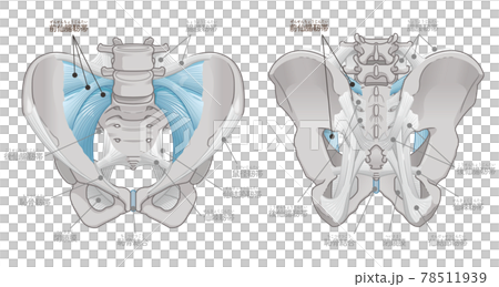 Front and back of the pelvis, anterior sacroiliac ligament 78511939
