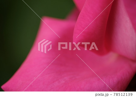 【兵庫県 加東市】ピンク色のバラ 78512139