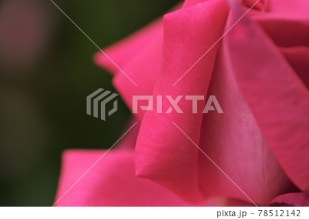 【兵庫県 加東市】ピンク色のバラ 【兵庫県 加東市】ピンク色のバラ 78512142