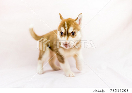 オッドアイのハスキーの子犬の写真素材