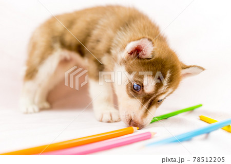 オッドアイのハスキーの子犬の写真素材 オッドアイのハスキーの子犬の写真素材
