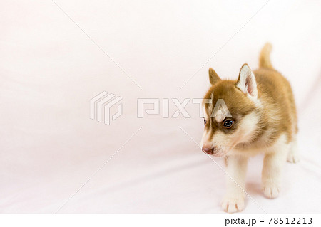 オッドアイのハスキーの子犬の写真素材